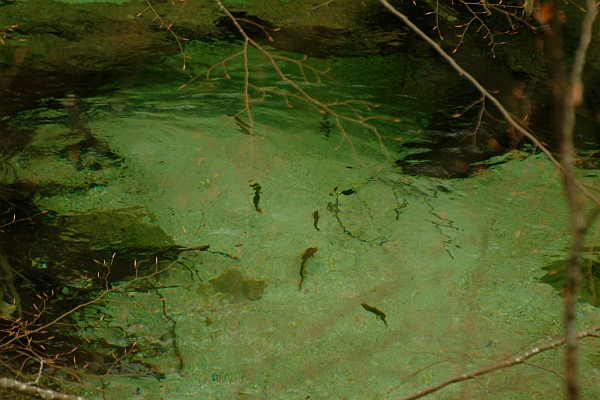Escursione Parco Nazionale d''Abruzzo